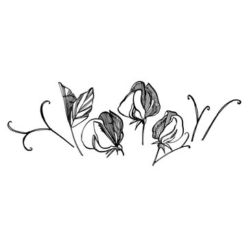 sweet pea flowers black and white sketch clip art preview