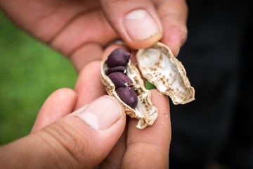 Hands holding black peanuts. Fresh fruit Cascades