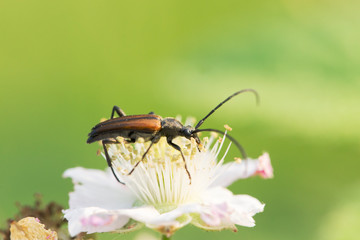 male Flower longhorn (Stenurella melanura) species of the family Cerambycidae in the natural environment. Stenurella melanura is a flower longhorn beetle species of the family Cerambycidae.