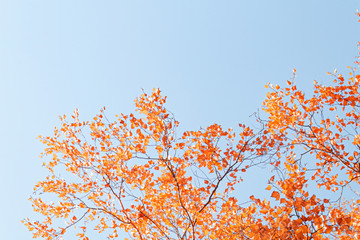 Autumn yellow leaves on branches against blue sky. bottom view.