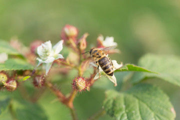 Honeybee collecting nectar pollen from bramble blackberry flower. Honeybee collecting nectar pollen from bramble blackberry flower.