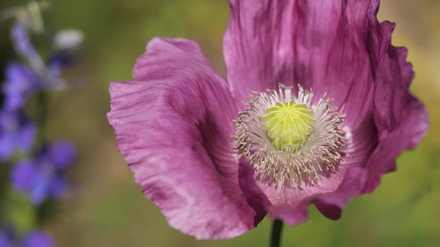 Schlafmohn mit Vogelgesang