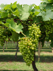 Naklejka premium Closeup green grapes in the winery farm.