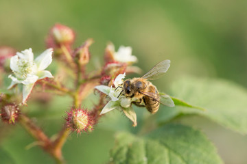 Honeybee collecting nectar pollen from bramble blackberry flower. Honeybee collecting nectar pollen...