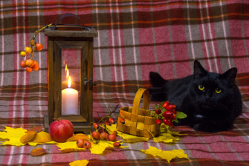 Composition of a burning candle in an old lantern with fallen autumn leaves and next to it lies a black cat on a checkered plaid.