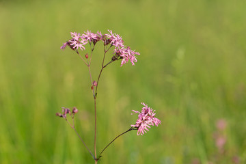 Fototapeta premium Meadow flower Ragged Robin Lychnis flos-cuculi, close-up, blurred background. flower Ragged Robin Lychnis flos-cuculi. Nice soft pink Lychnis flos-cuculi flower on green background