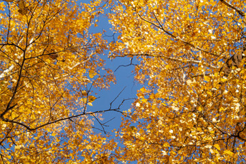 Autumn yellow leaves on branches against blue sky. bottom view.