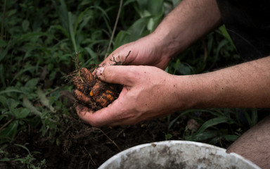 Hands harvesting fresh turmeric from the soil