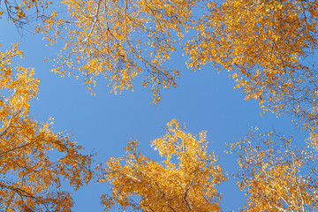 Autumn yellow leaves on branches against blue sky. bottom view.