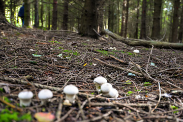 Wild mushrooming picking