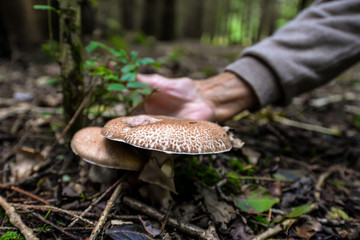 Wild mushrooming picking