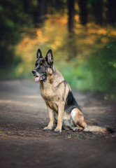 Portrait of a german shepherd dog in the forest.