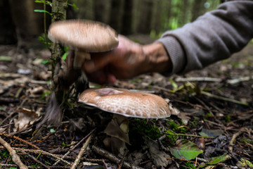 Wild mushrooming picking