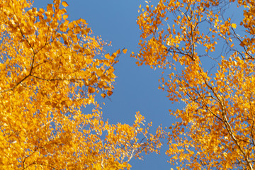 Autumn yellow leaves on branches against blue sky. bottom view.