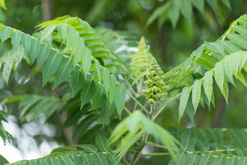 Branch of staghorn sumac (Rhus typhina) with leaves and flowers during flowering. Close up staghorn sumac flower at early stage of blooming. Rhus typhina, the staghorn sumac..