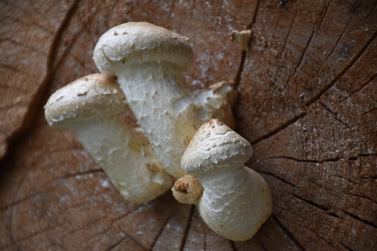 aus Baum herauswachsende Pilze
