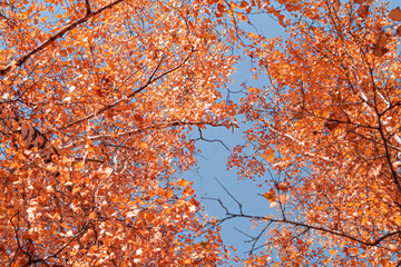 Autumn yellow leaves on branches against blue sky. bottom view.