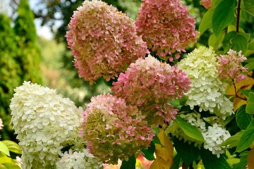 Stunning lush hydrangea bush of different shades in autumn garden close up