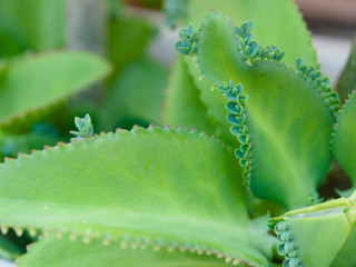 Abstract picture, bright green leaves close-up, many small leaves around the edge