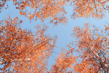 Autumn yellow leaves on branches against blue sky. bottom view.