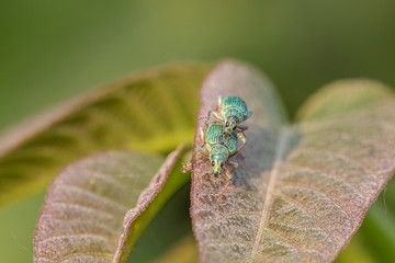 Polydrusus formosus is a species of broad-nosed weevils belonging to the family Curculionidae. 