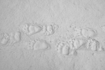 traces of bear on the snow