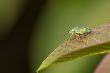 Polydrusus formosus is a species of broad-nosed weevils belonging to the family Curculionidae. 