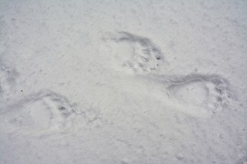 traces of bear on the snow