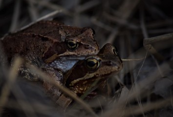 frog