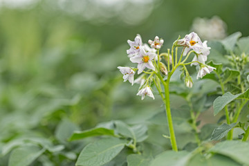 Potato bush blooming with white flowers. Potato flower on green bush. Flowering potato. Potato flowers blossom in sunlight grow in plant. White blooming potato flower.