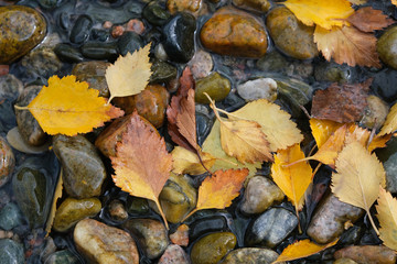 Autumn mood. Yellow autumn leaves lying on wet stones.
