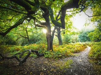 Epping forest in London