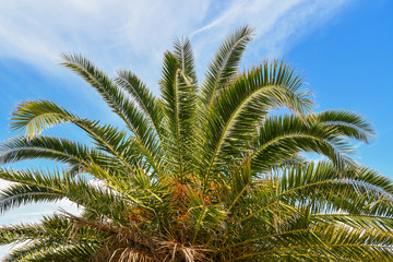 Close-up of the top of a palm tree (Arecaceae) with the green branches against blue sky background in summer, Italy