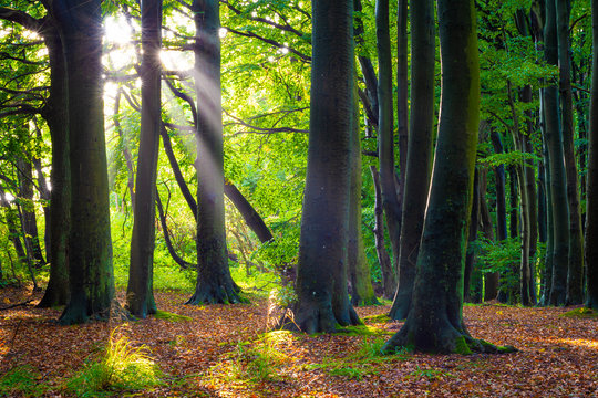 Die Sonne scheint in einen Wald im Herbst - Buchenwald auf Insel Rügen