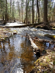 river in forest