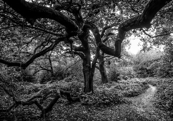 Epping forest in London