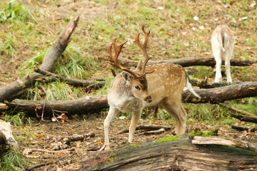 Majestic adult male fallow deer stag, buck, bull, during the rutting breeding season with large antlers scenting its territory. European landscape wildlife portrait deer standingforest background