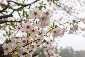 Close up sakura flower at Chiyoda park, Tokyo, Japan