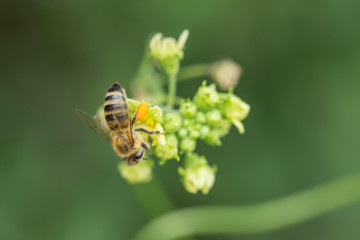The honey bee collects the pollen. Bee with a pollen formed on a flower of the creeper Bryonia alba
