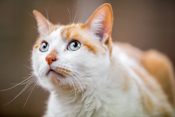 Cat with beautiful green eyes