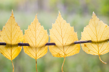 Yellow autumn leaves on a branch on a blurred background of the forest. Autumn sale.