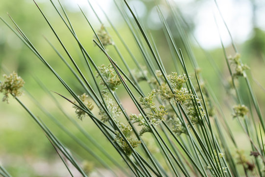 Juncus Effusus" Images – Browse 48,639 Stock Photos, Vectors, and Video |  Adobe Stock
