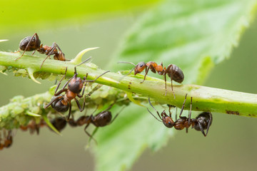 Ant and aphids. In the symbiosis between ant and aphid, the aphid receives care and protection of...