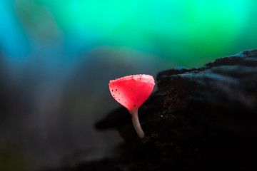 PINK BURN CUP in tropical rain forests.red Mushroom Champagne Cup