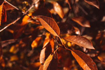Autumn fallen leaves. October. November.
