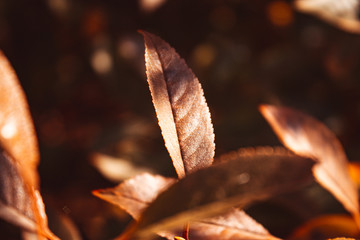 Autumn fallen leaves. October. November.
