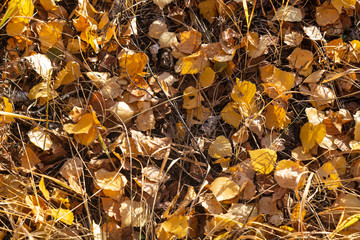 Autumn fallen leaves. October. November.
