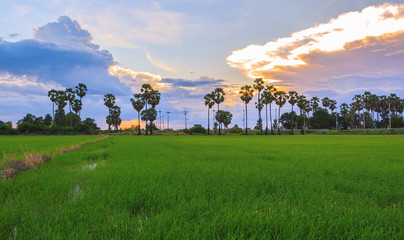 Obraz na płótnie Canvas Beautiful landscape of tropical green rice paddy farm at sunset