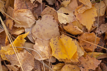Autumn fallen leaves. October. November.