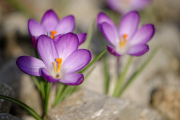 Elfenkrokus